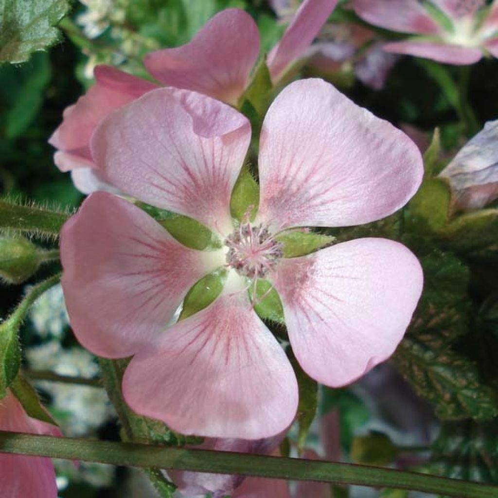 Anisodontea Lady in Pink