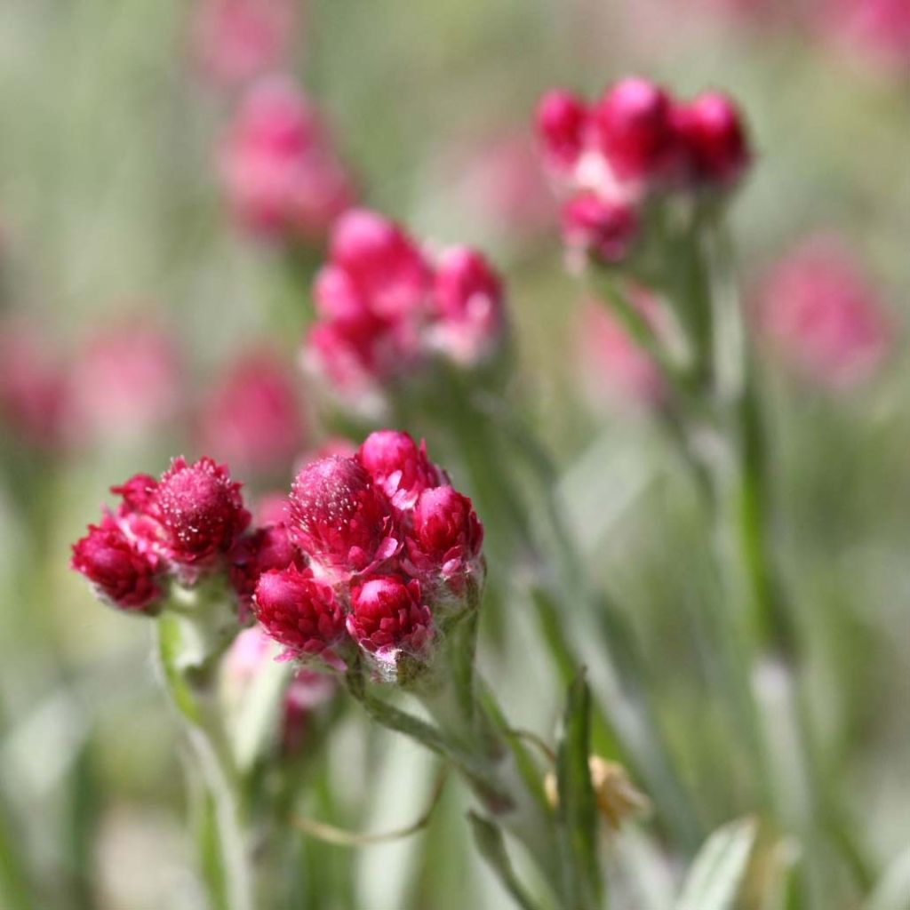 Antennaria dioica Rubra