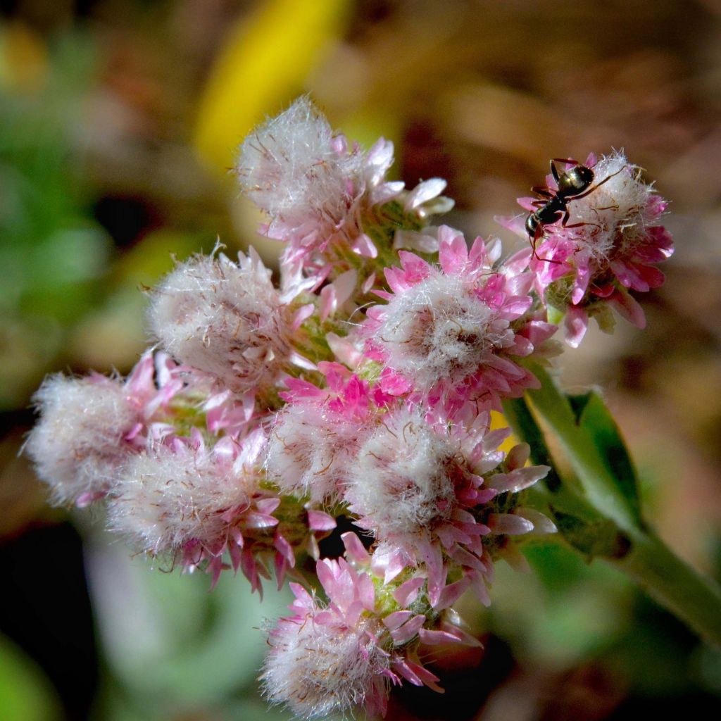 Antennaria dioica Rubra