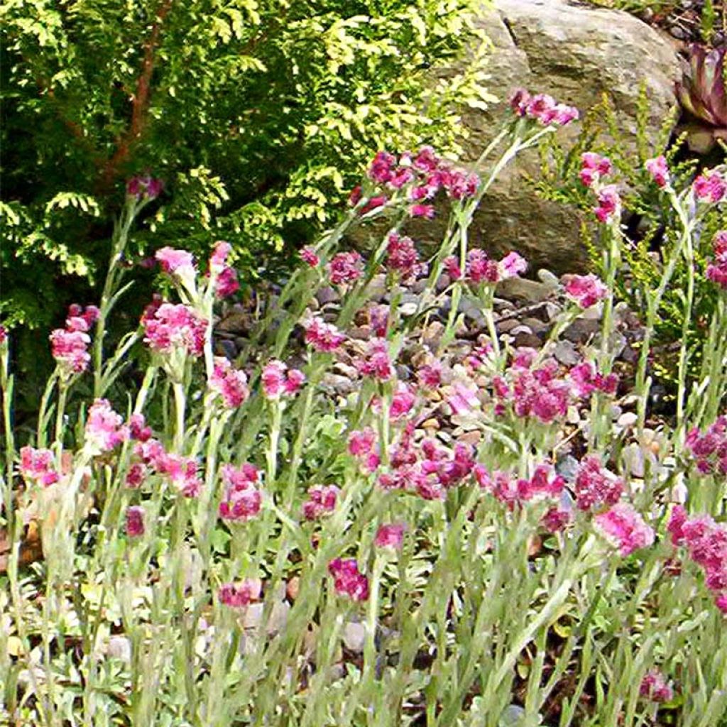 Antennaria dioica Rubra