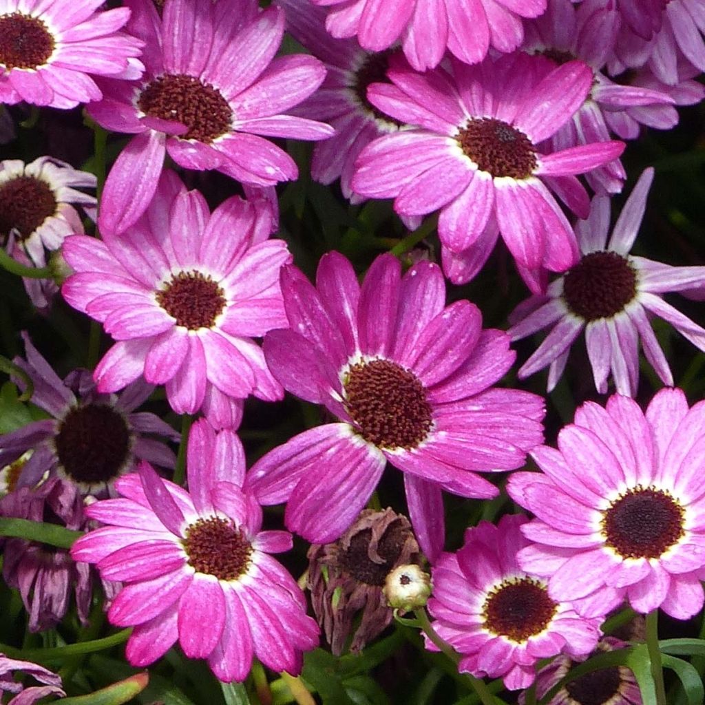 Argyranthemum Grandaisy Pink Tourmaline