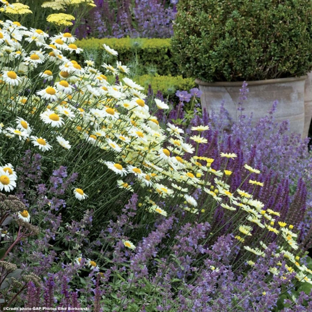 Anthemis tinctoria Sauce Hollandaise - Fausse Camomille