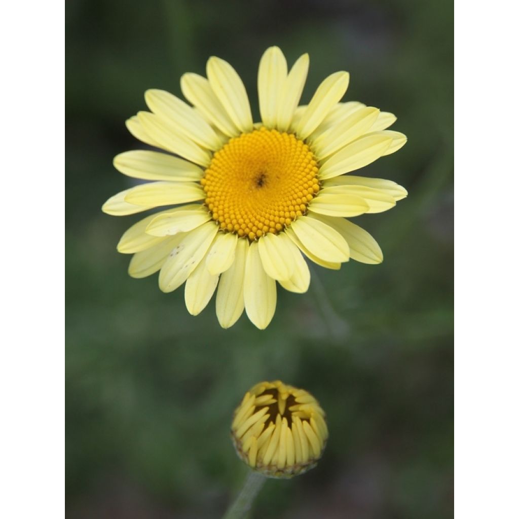 Anthemis tinctoria E.C. Buxton - Camomila amarilla