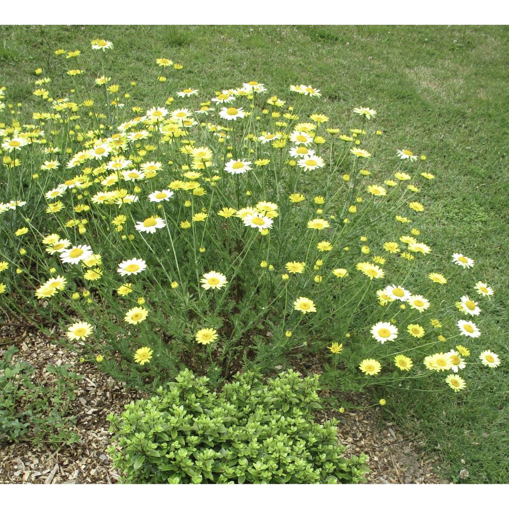 Anthemis tinctoria E.C. Buxton - Camomila amarilla