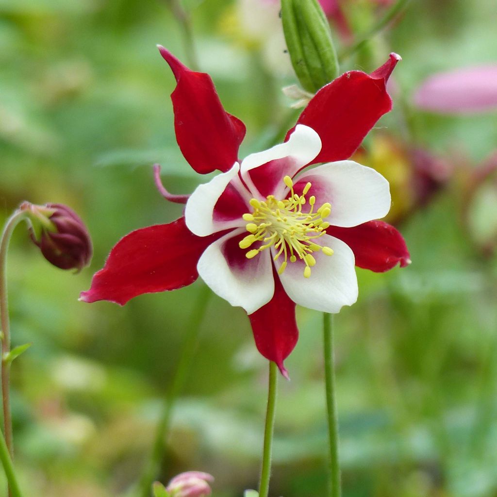 Aquilegia vulgaris Crimson Star