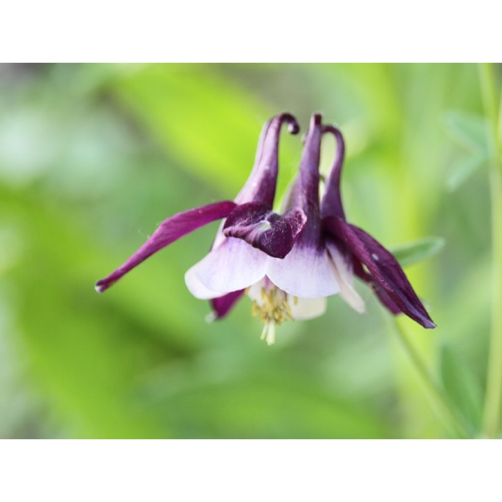 Aquilegia vulgaris William Guiness