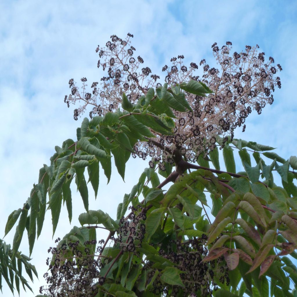 Arbol de angélica japonés - Aralia elata