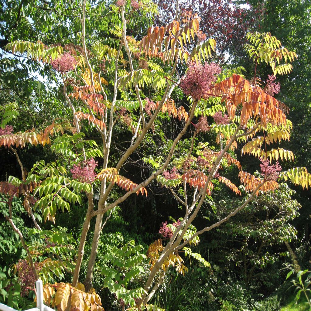 Arbol de angélica japonés - Aralia elata