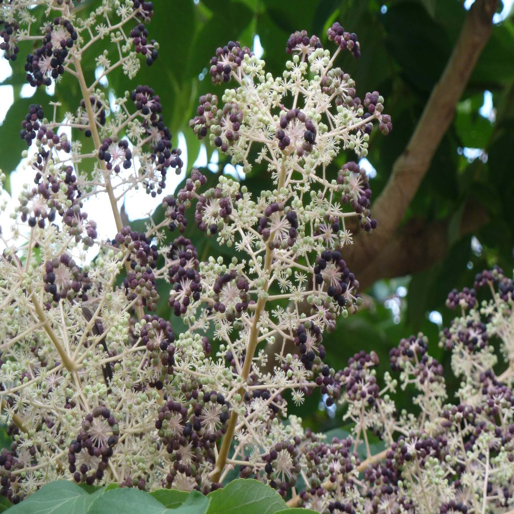 Arbol de angélica japonés - Aralia elata