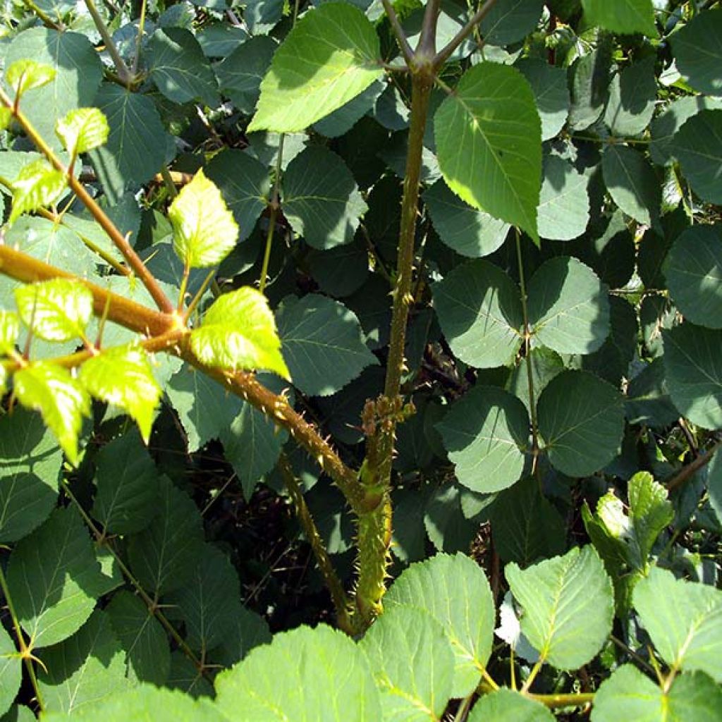 Arbol de angélica japonés - Aralia elata