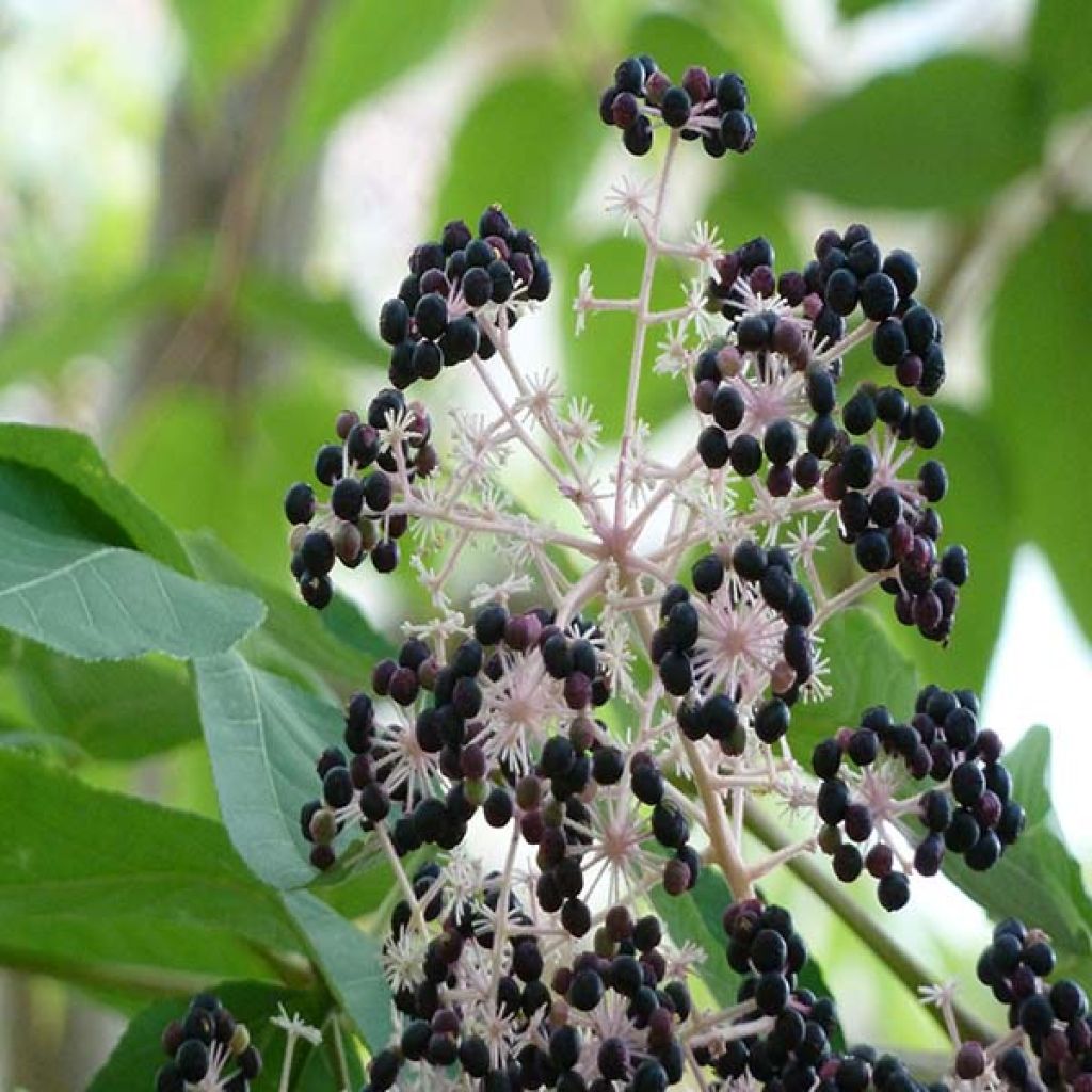 Arbol de angélica japonés - Aralia elata