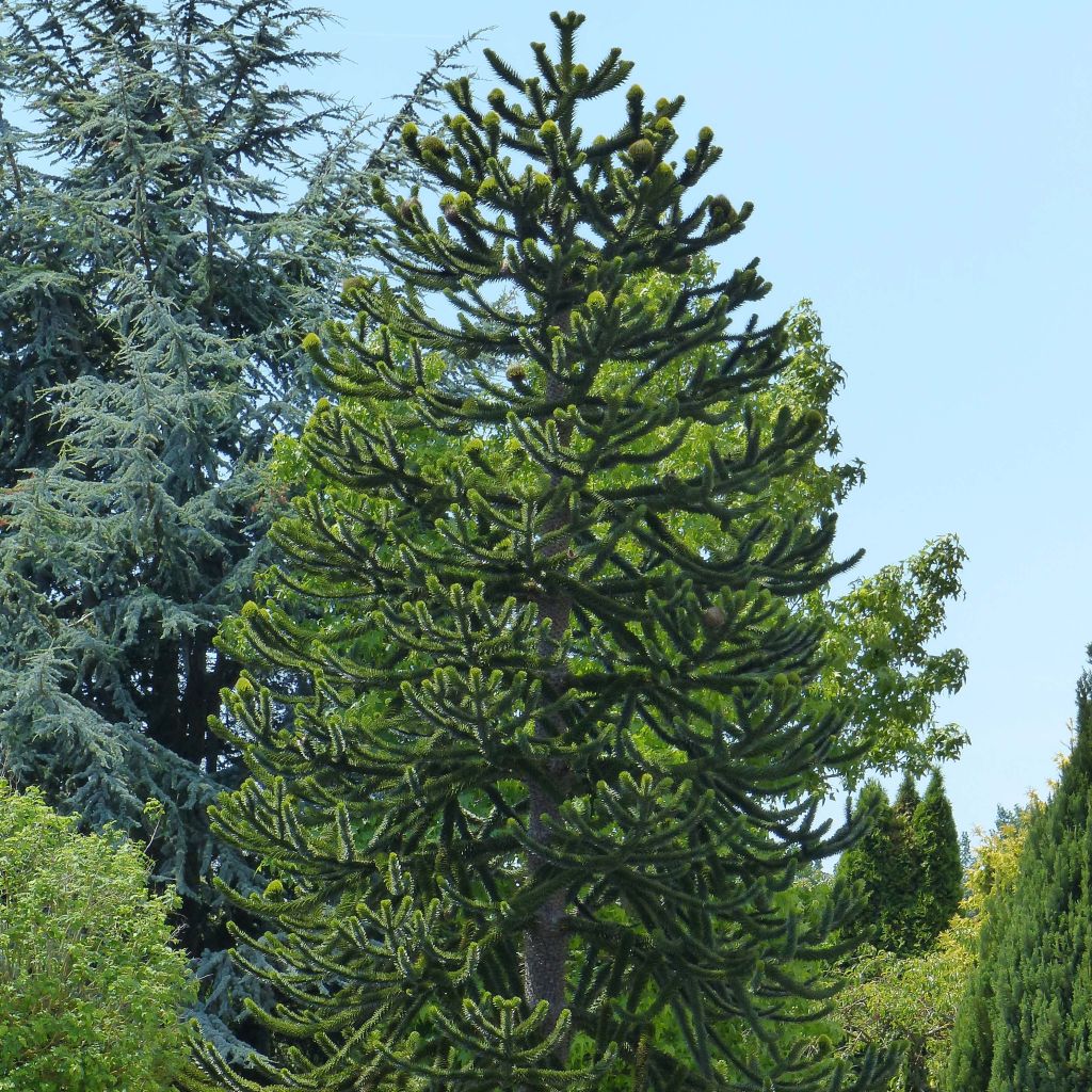 Araucaria araucana - Araucana