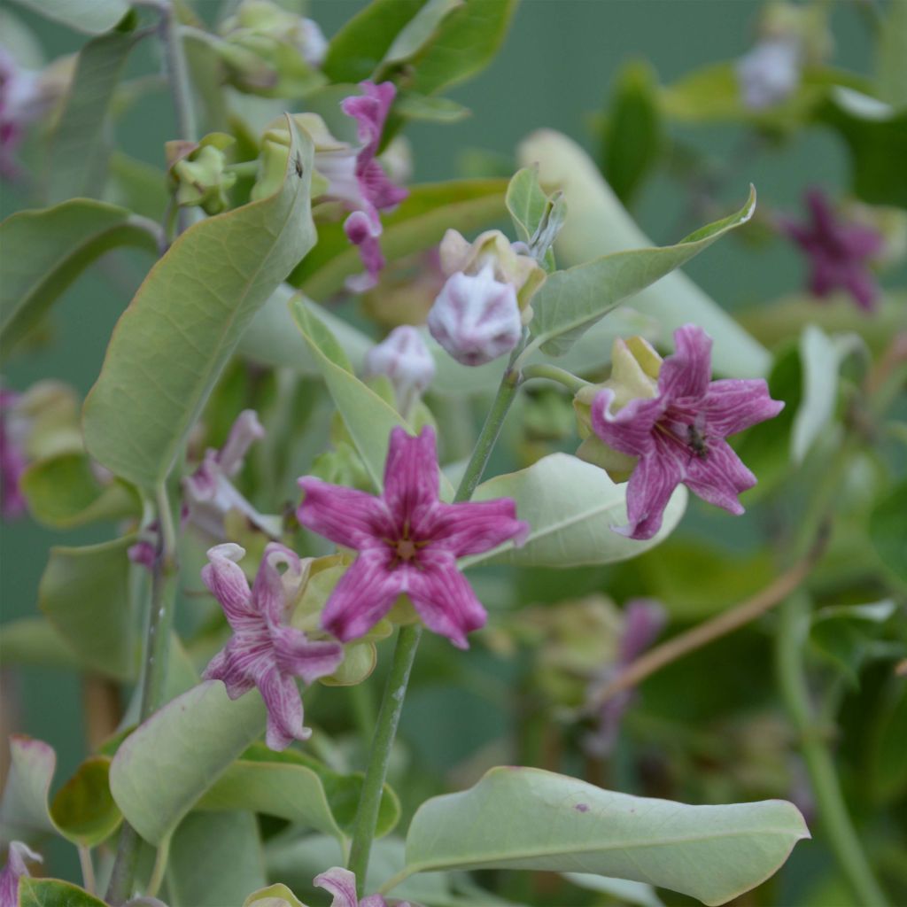 Araujia sericifera - Jazmín de Tucumán​