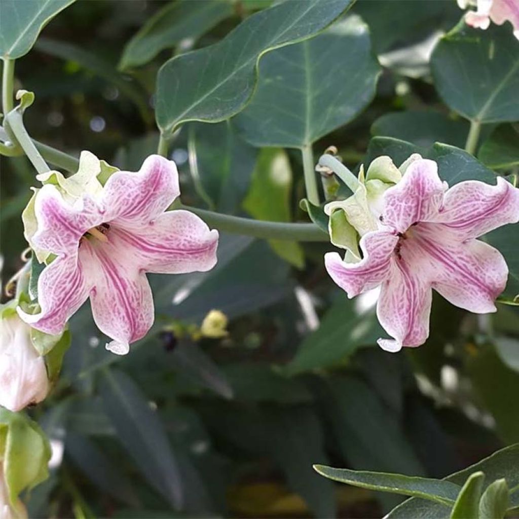 Araujia sericifera - Jazmín de Tucumán​