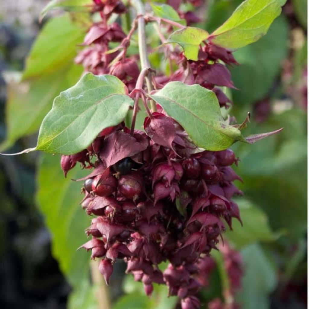 Leycesteria formosa Purple Rain - Madreselva del Himalaya