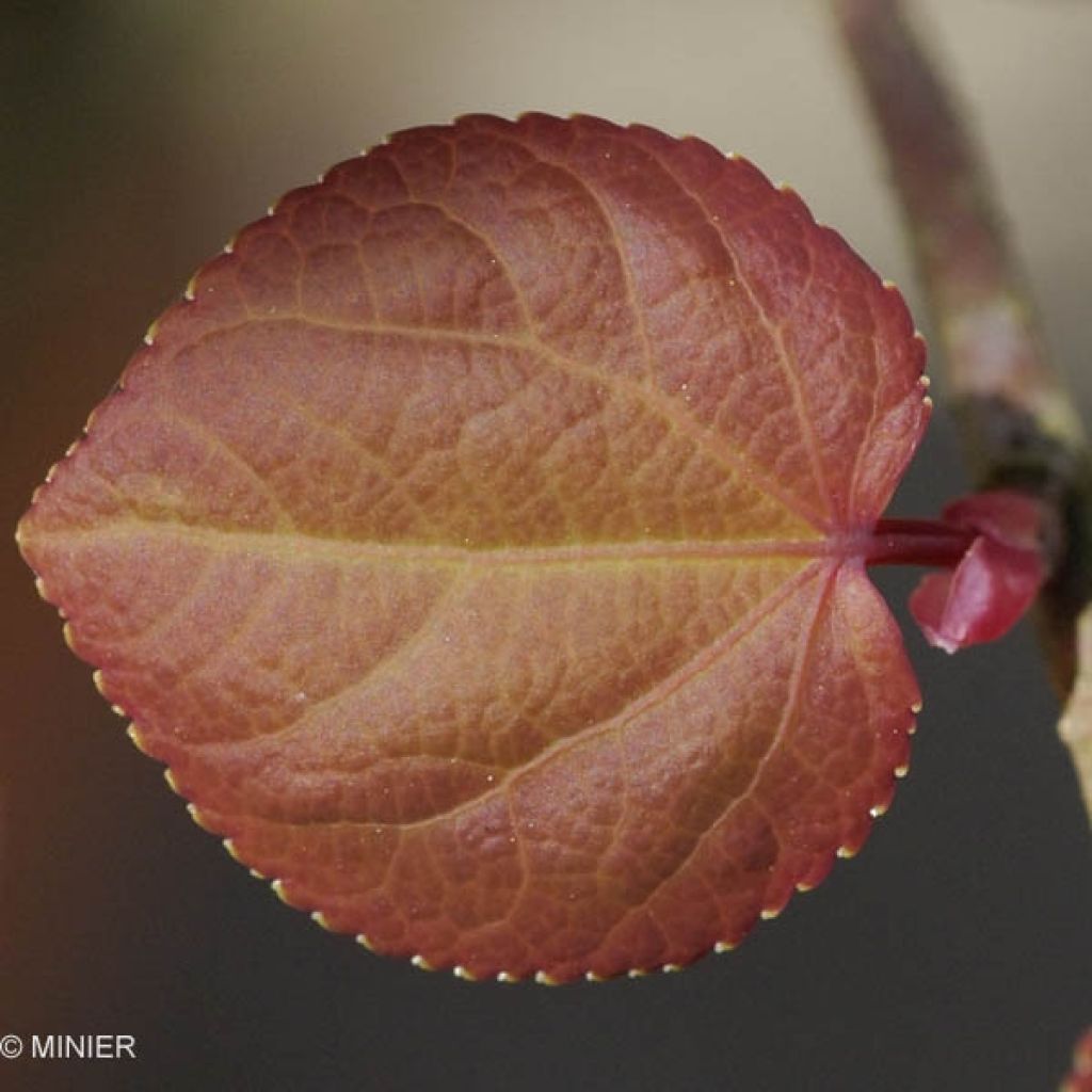 Cercidiphyllum japonicum - Katsura