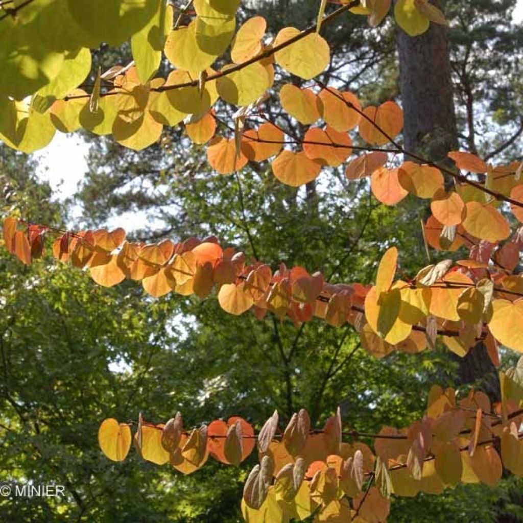 Arbre à caramel - Cercidiphyllum japonicum, en pot de 15L