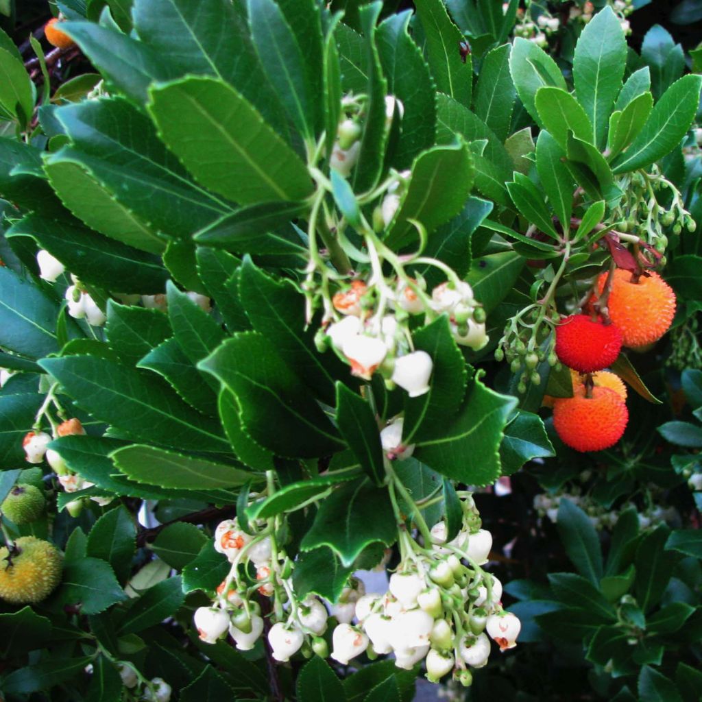 Madroño - Arbutus unedo