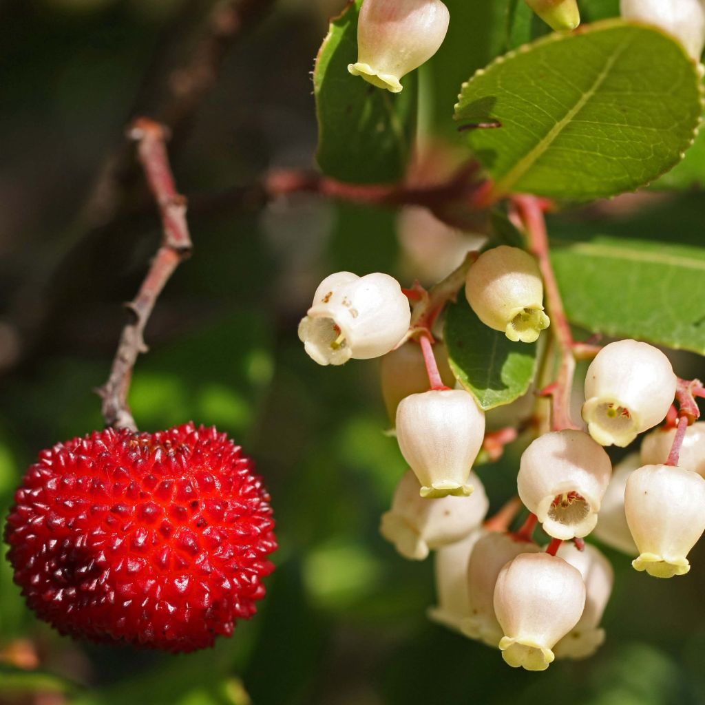 Madroño - Arbutus unedo