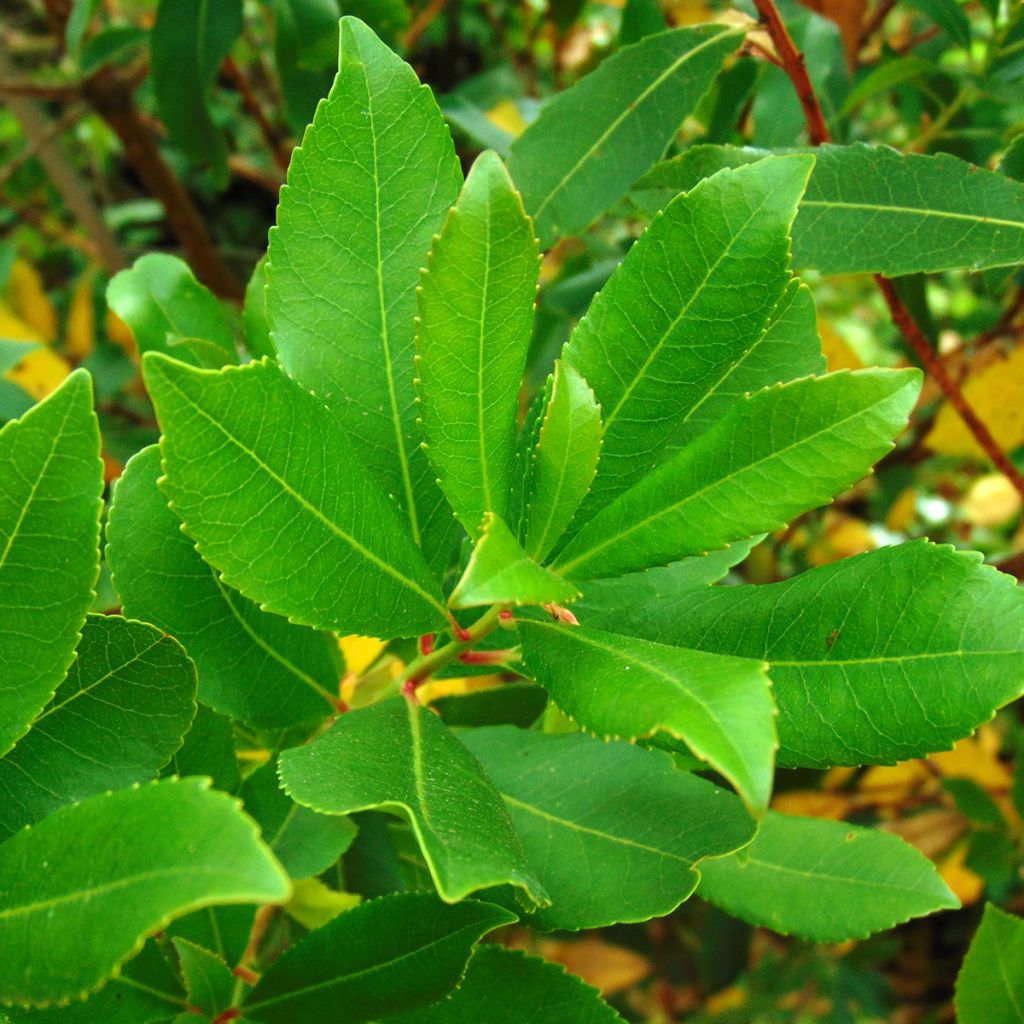 Madroño - Arbutus unedo