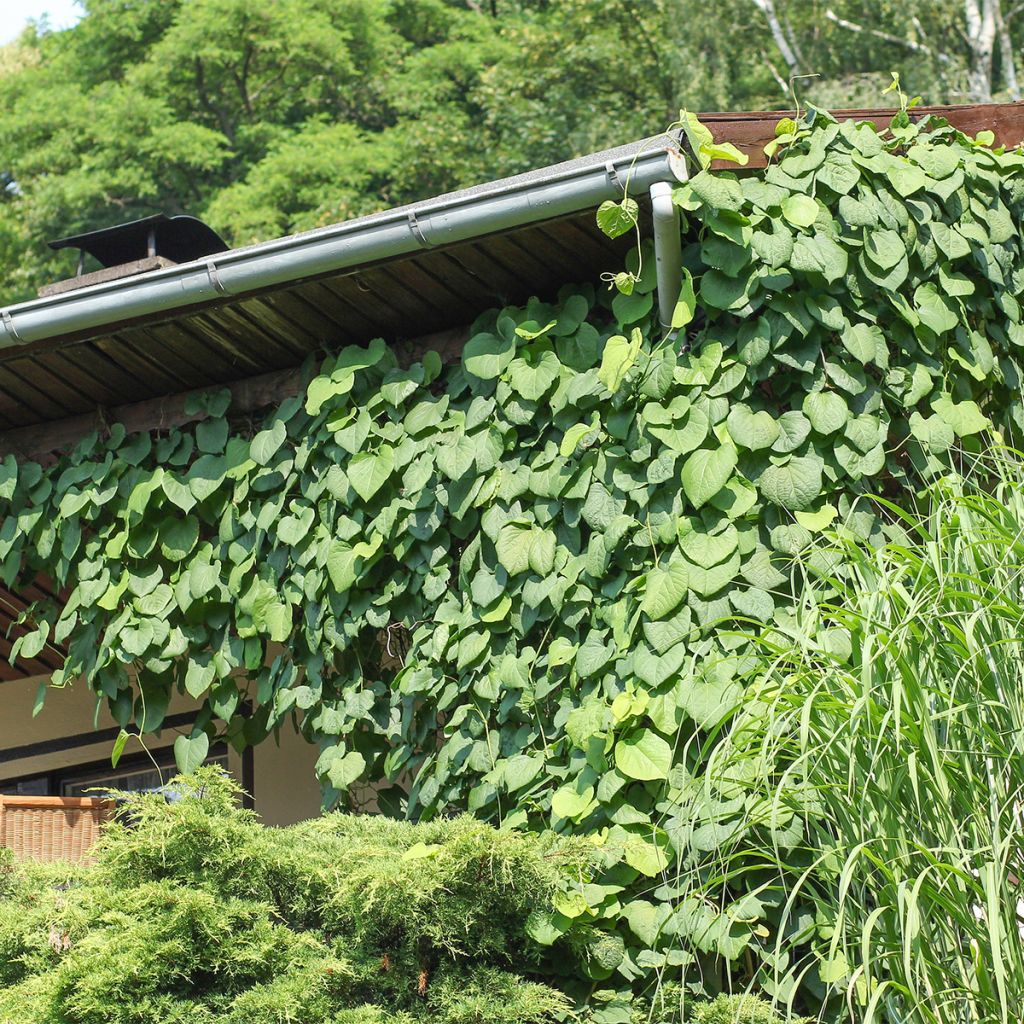 Aristoloche - Aristolochia macrophylla (durior)