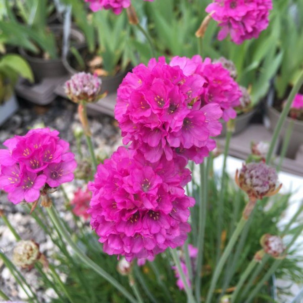 Clavelina del mar Ornament - Armeria