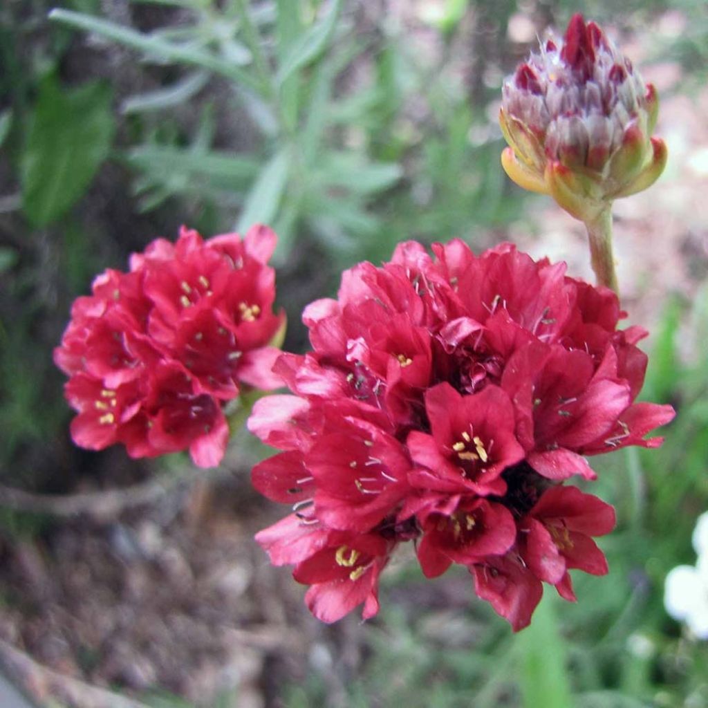 Armeria pseudarmeria Ballerina Red