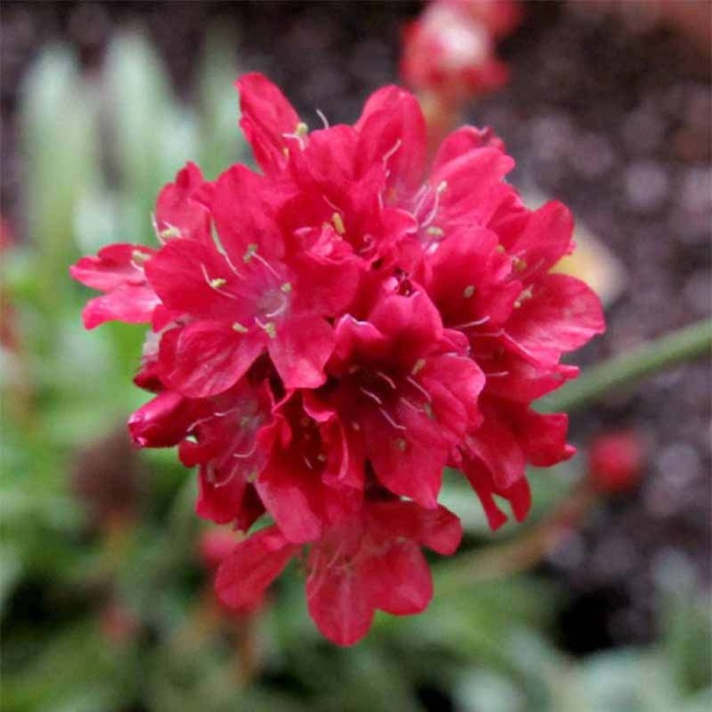 Armeria pseudarmeria Ballerina Red