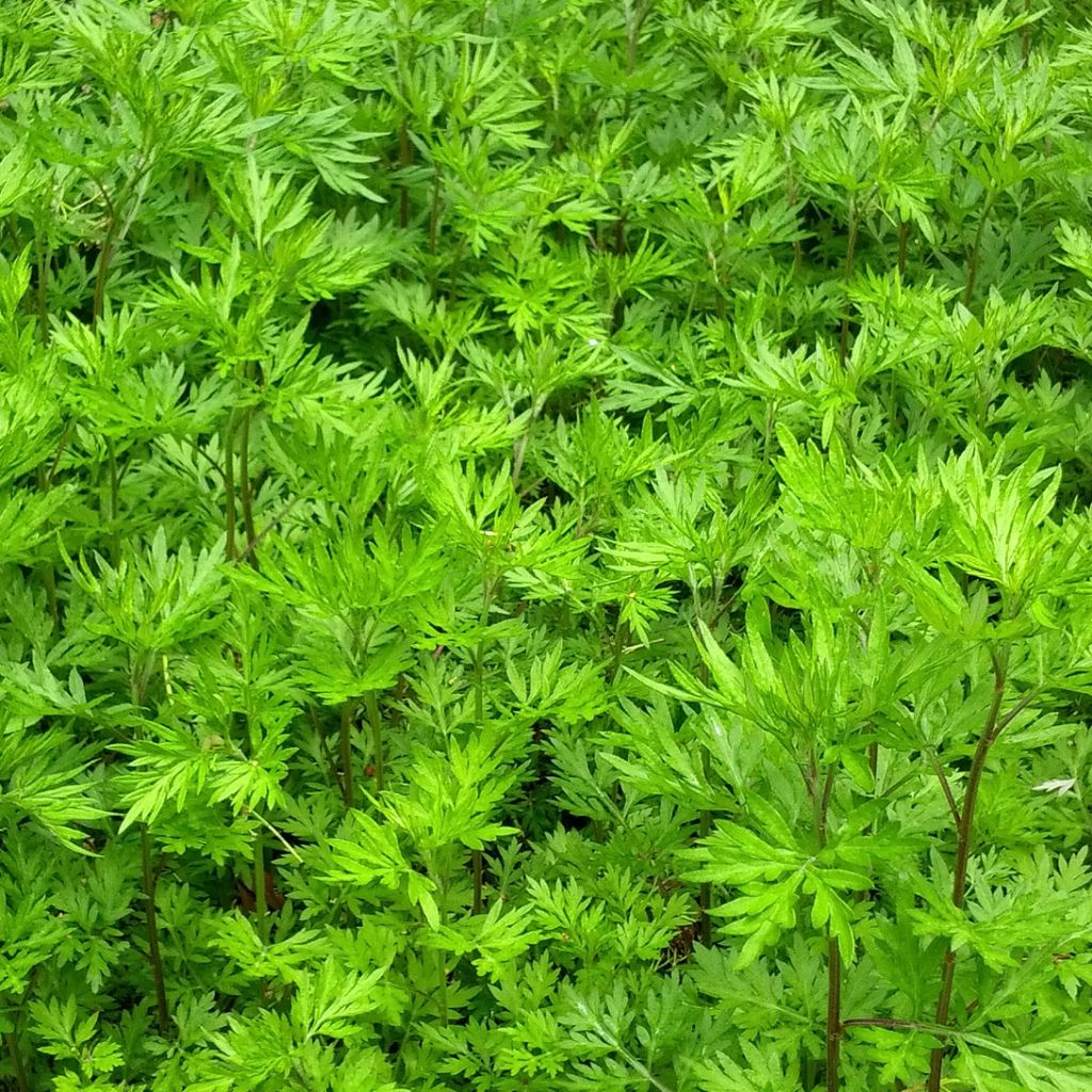 Artemisa BIO - Artemisia vulgaris