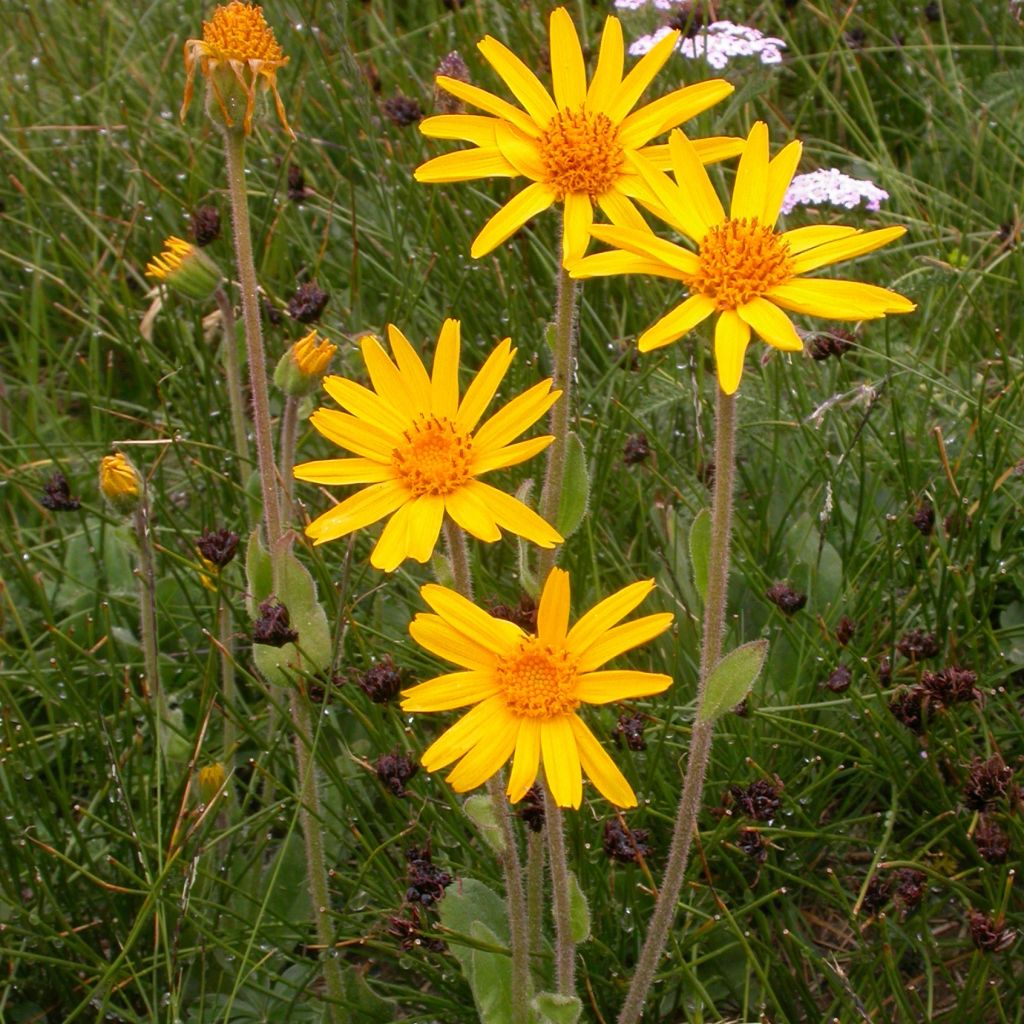 Arnica de montaña Bio