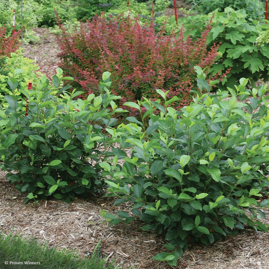 Aronia melanocarpa REVONTULI® HEDGER Proven Winners®