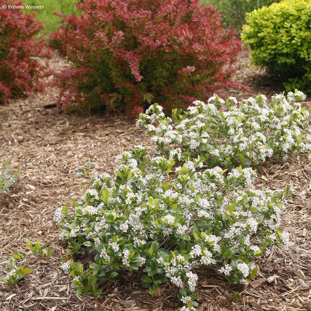 Aronia melanocarpa REVONTULI® MOUND Proven Winners® 