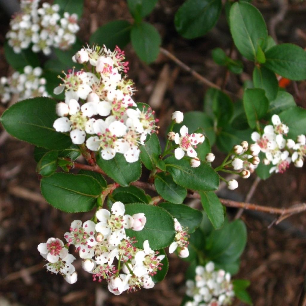 Chokeberry púrpura Viking - Aronia x prunifolia