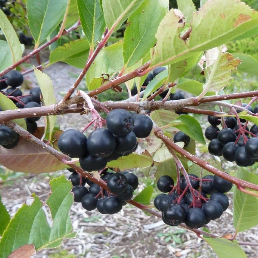 Chokeberry púrpura Viking - Aronia x prunifolia