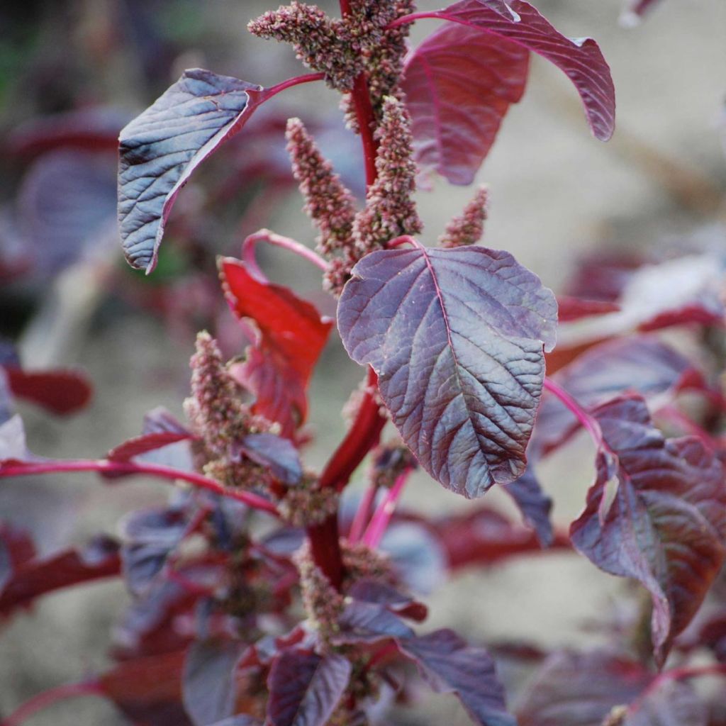 Armuelle Rouge - Atriplex hortensis