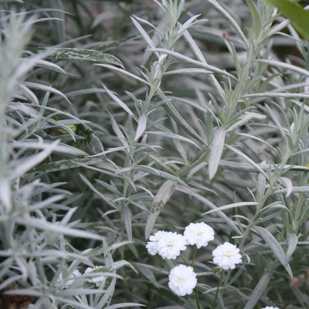 Artemisia ludoviciana Silver Queen