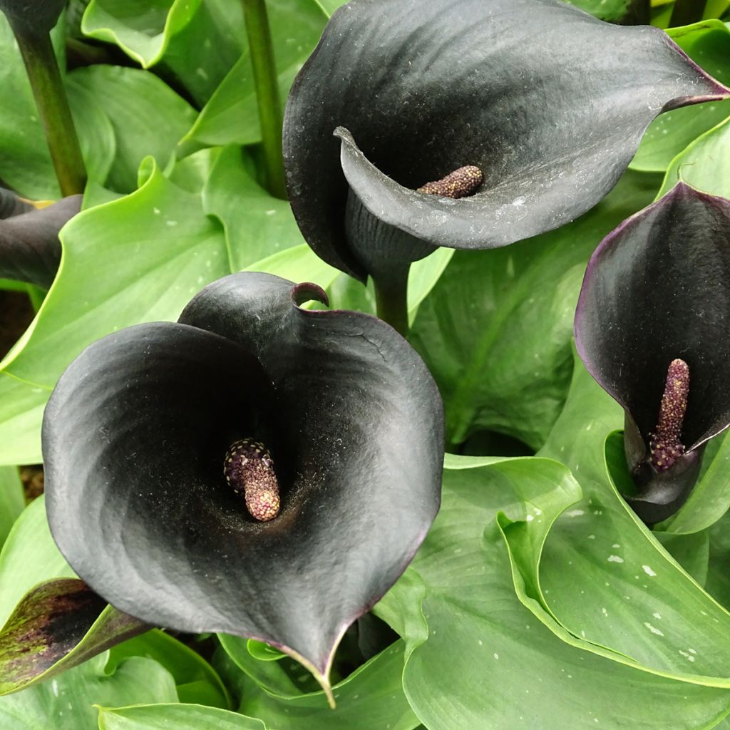 Arum ou Calla noir - Zantedeschia Schwartzwalder