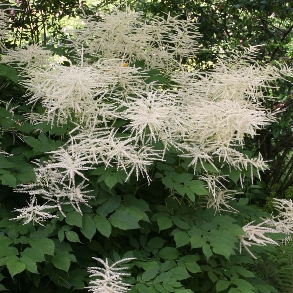 Aruncus dioïcus sylvestris