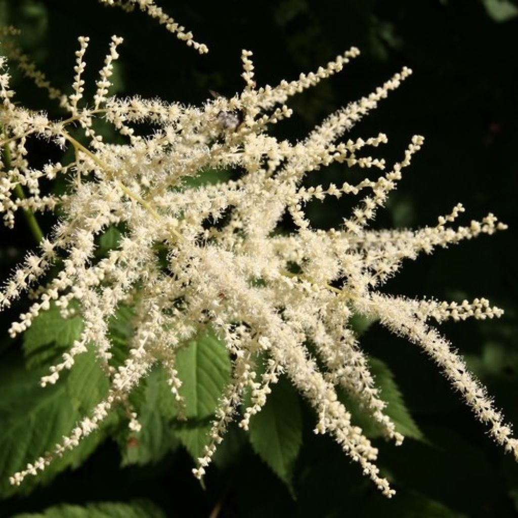 Aruncus dioïcus sylvestris