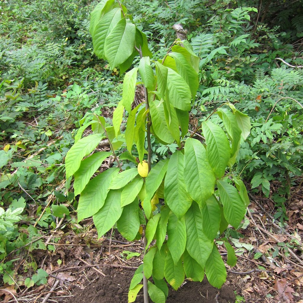 Asimina triloba Prolific