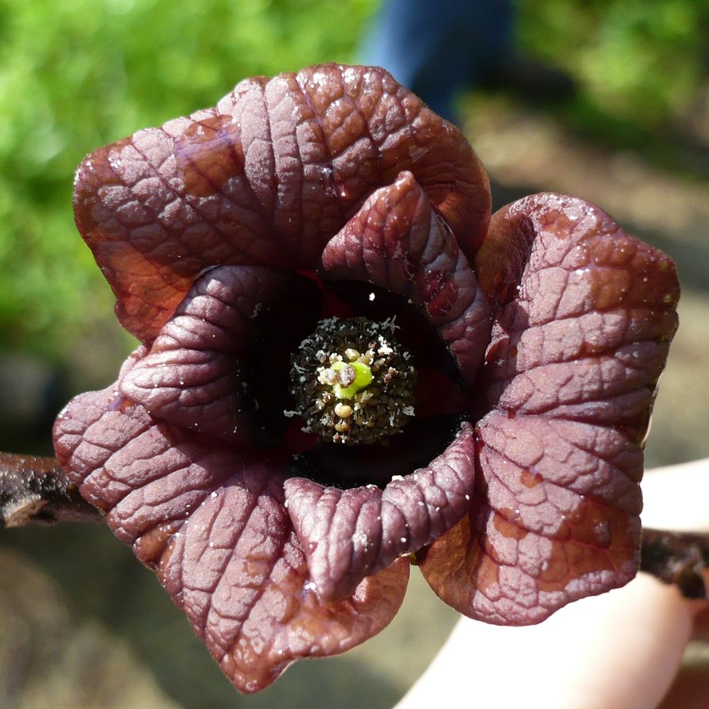 Asimina triloba Prolific