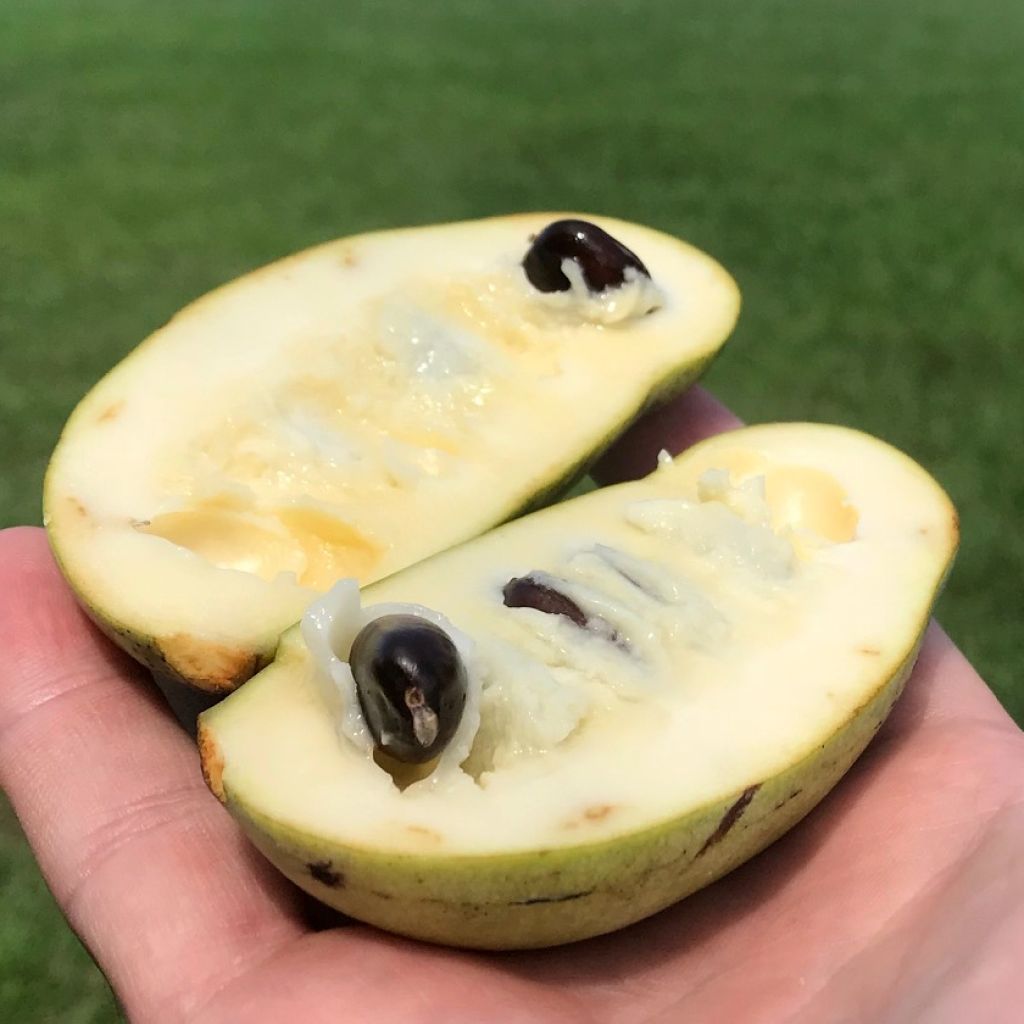 Asimina triloba Prolific