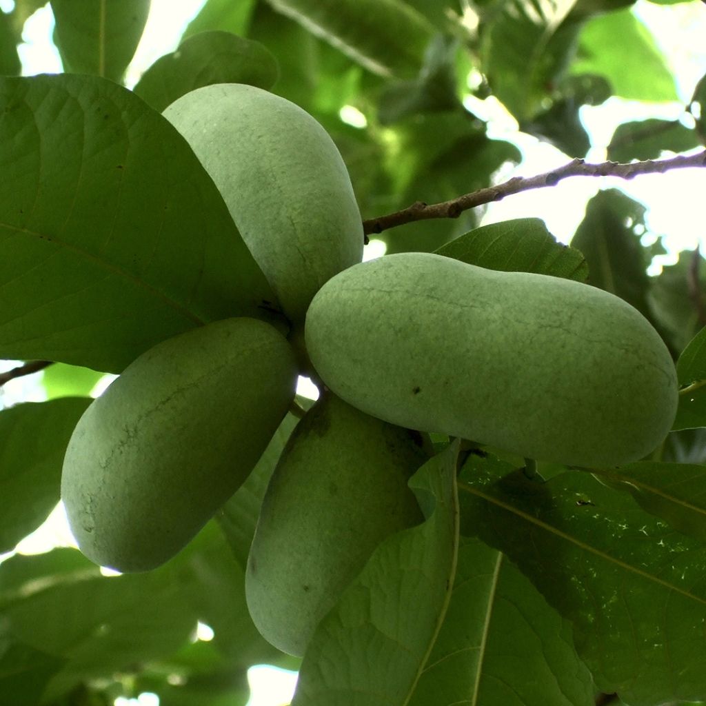 Asimina triloba Prolific