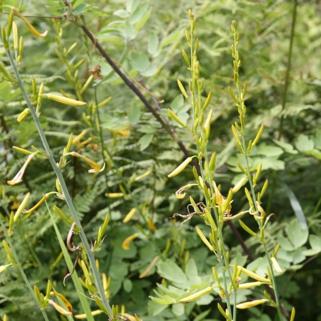 Bastón de Jacob - Asphodeline liburnica