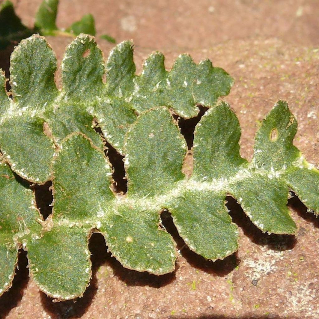 Asplenium ceterach - Doradilla