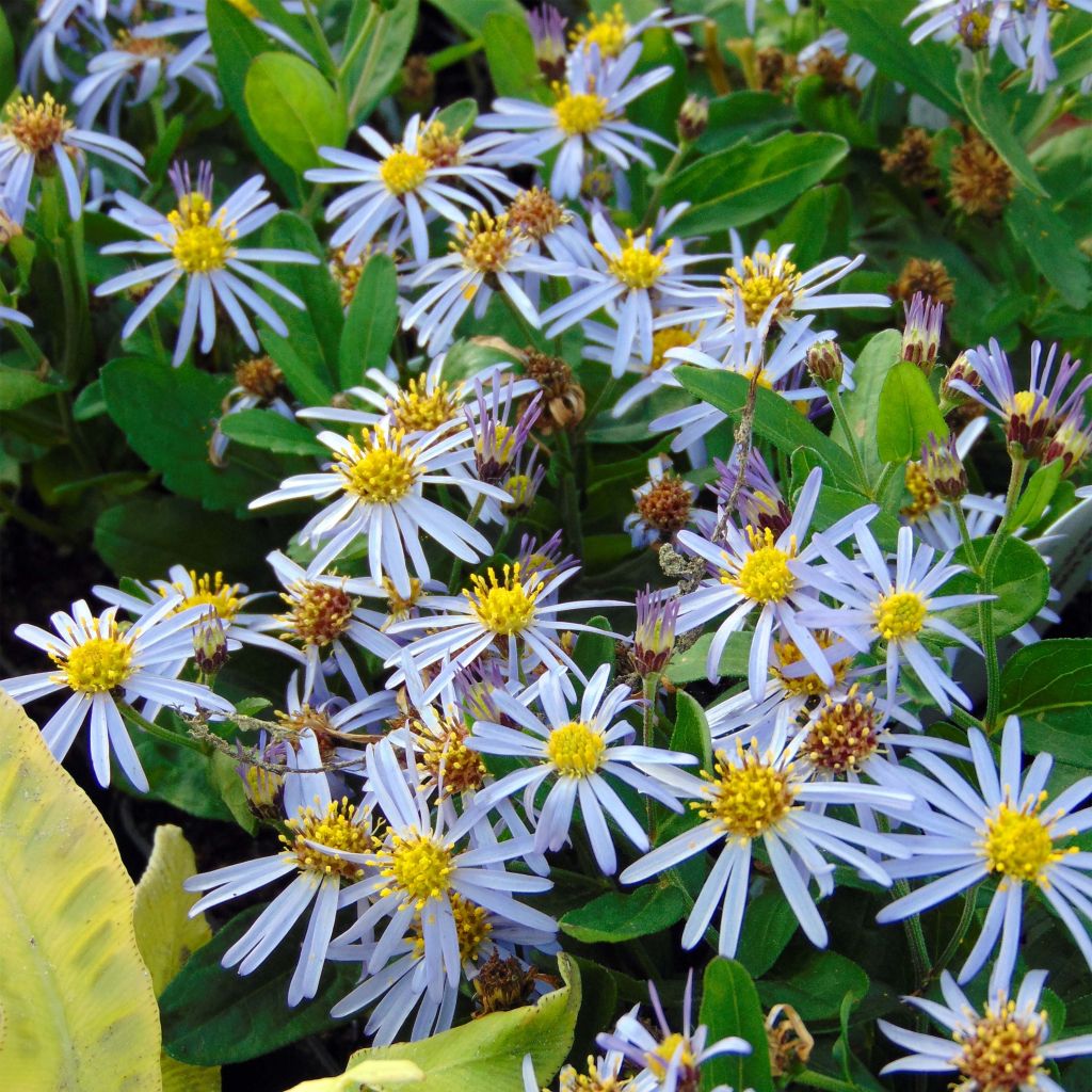 Aster ageratoides Adustus Nanus