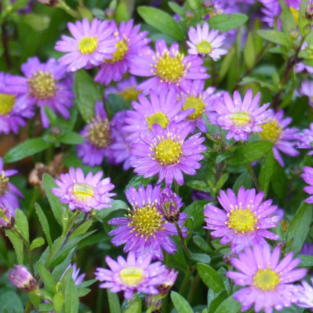 Aster ageratoides Ezo Murasaki