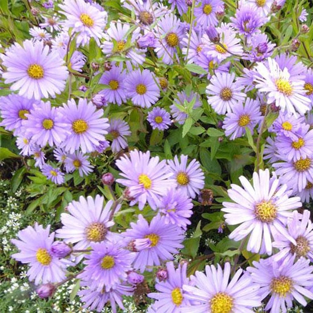 Aster JS Bart's Blue Beauty