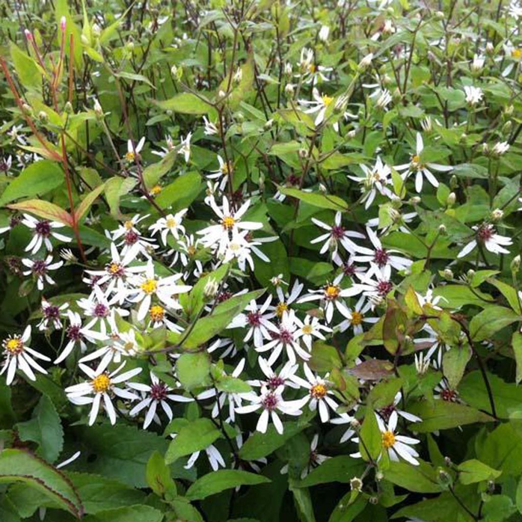 Aster divaricatus - Aster divariqué