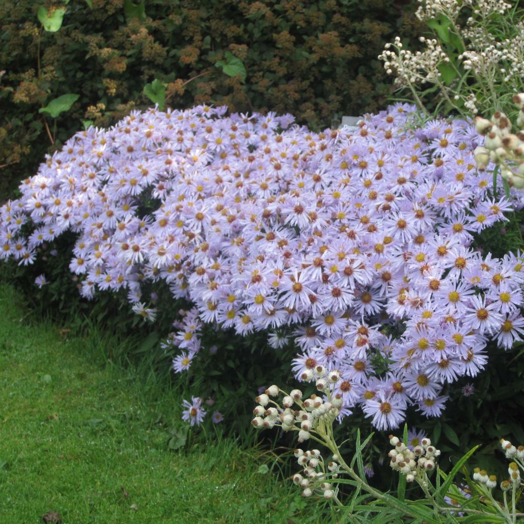 Aster dumosus Silberblaukissen